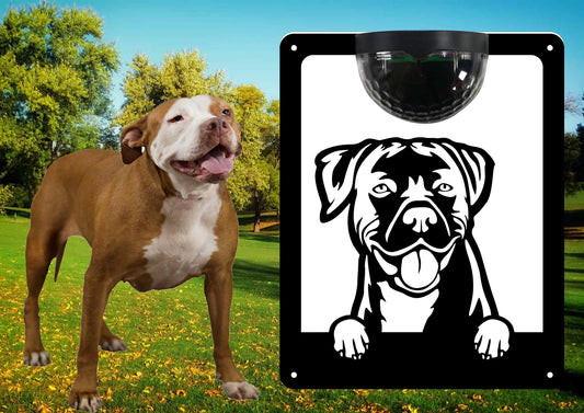 Garden Solar Light Wall Plaque Featuring a Pitbull (American Bull Terrier) 2 | John Alans